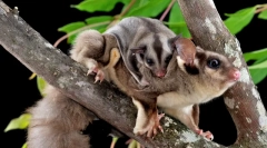 10 Чудових тварин, які можна знайти тільки в австралії